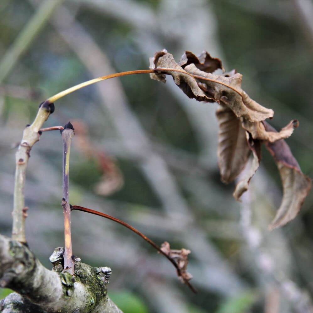 dead ash tree leaf
