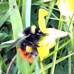 Bilberry bumblebee