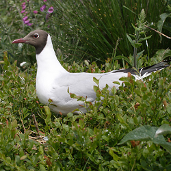 Black-headed gull
