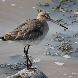Black-tailed godwit