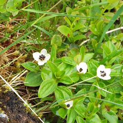 Dwarf Cornel
