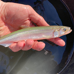 European Smelt