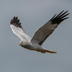 Hen Harrier