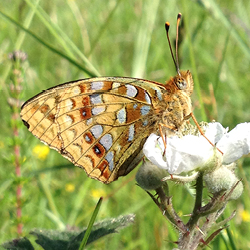 High brown fritillary