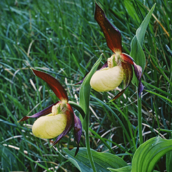 Lady's Slipper-orchid