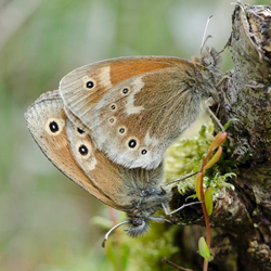 Large heath
