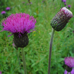 Melancholy Thistle