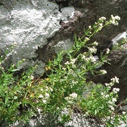 Northern bedstraw