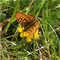 Pearl-bordered fritillary