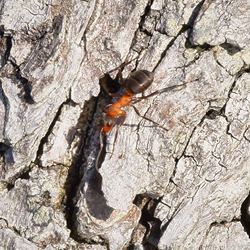 Red wood ant