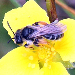 Tormentil Mining-bee