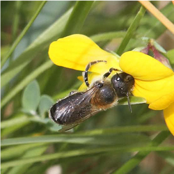 Wall mason bee