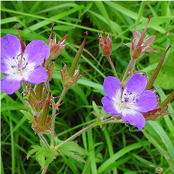 Wood Crane's-bill