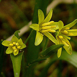 Yellow Star-of-Bethlehem
