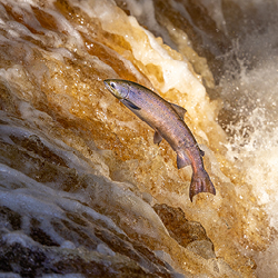 Atlantic salmon