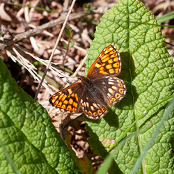 Duke of Burgundy