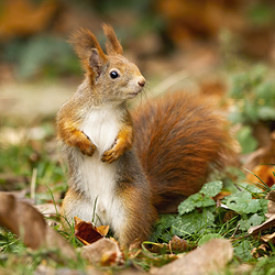 Red squirrel
