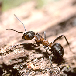 Red wood ant